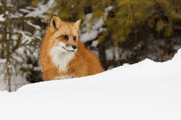 Red fox in deep winter snow-Vulpes vulpes-controlled situation-Montana